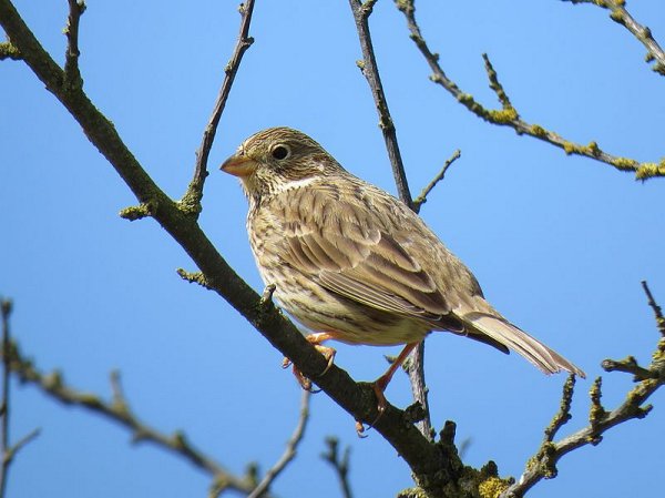 May 2016: Rye Harbour Nature Reserve Sightings